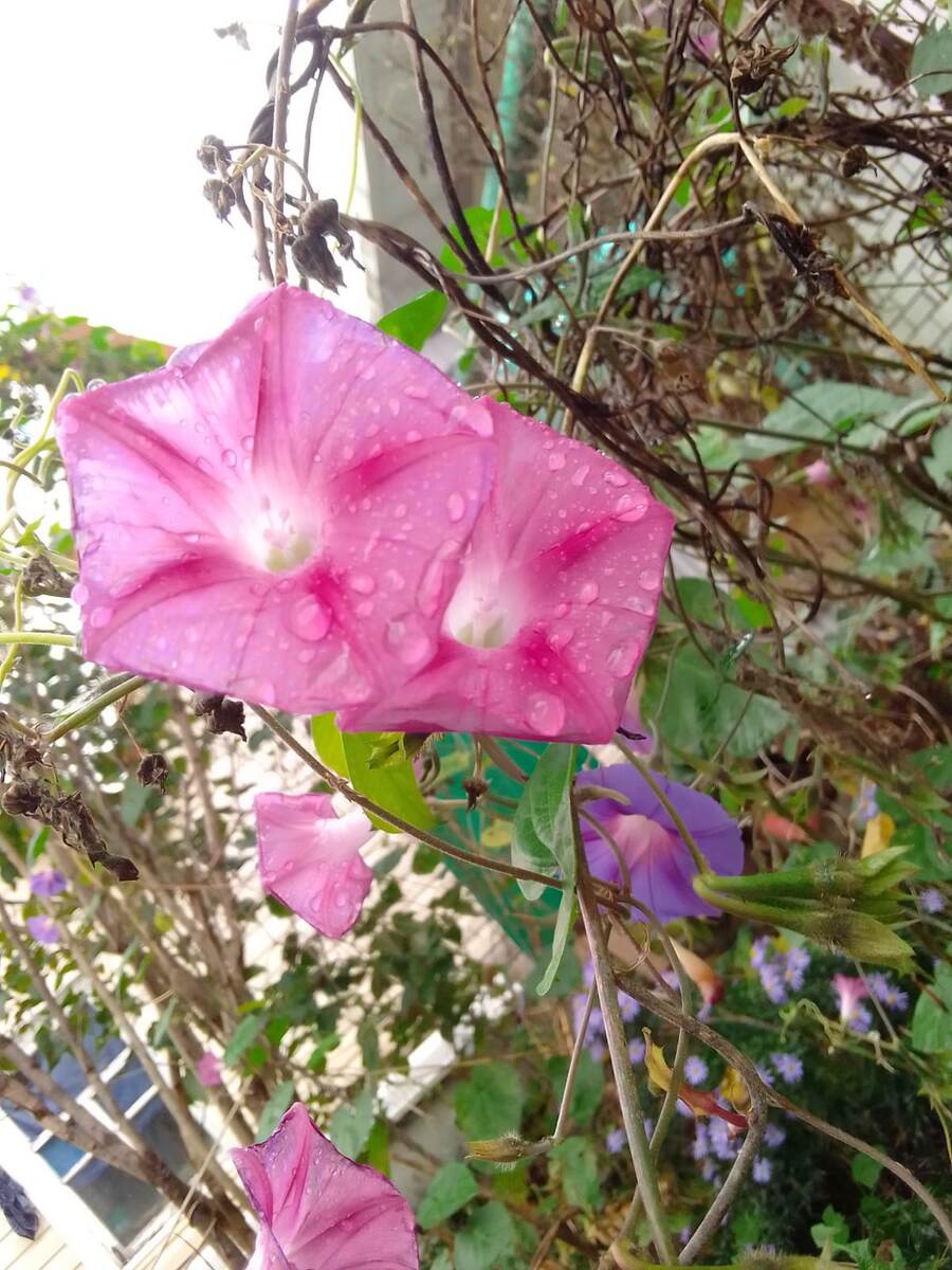 Ипомея у крыльца