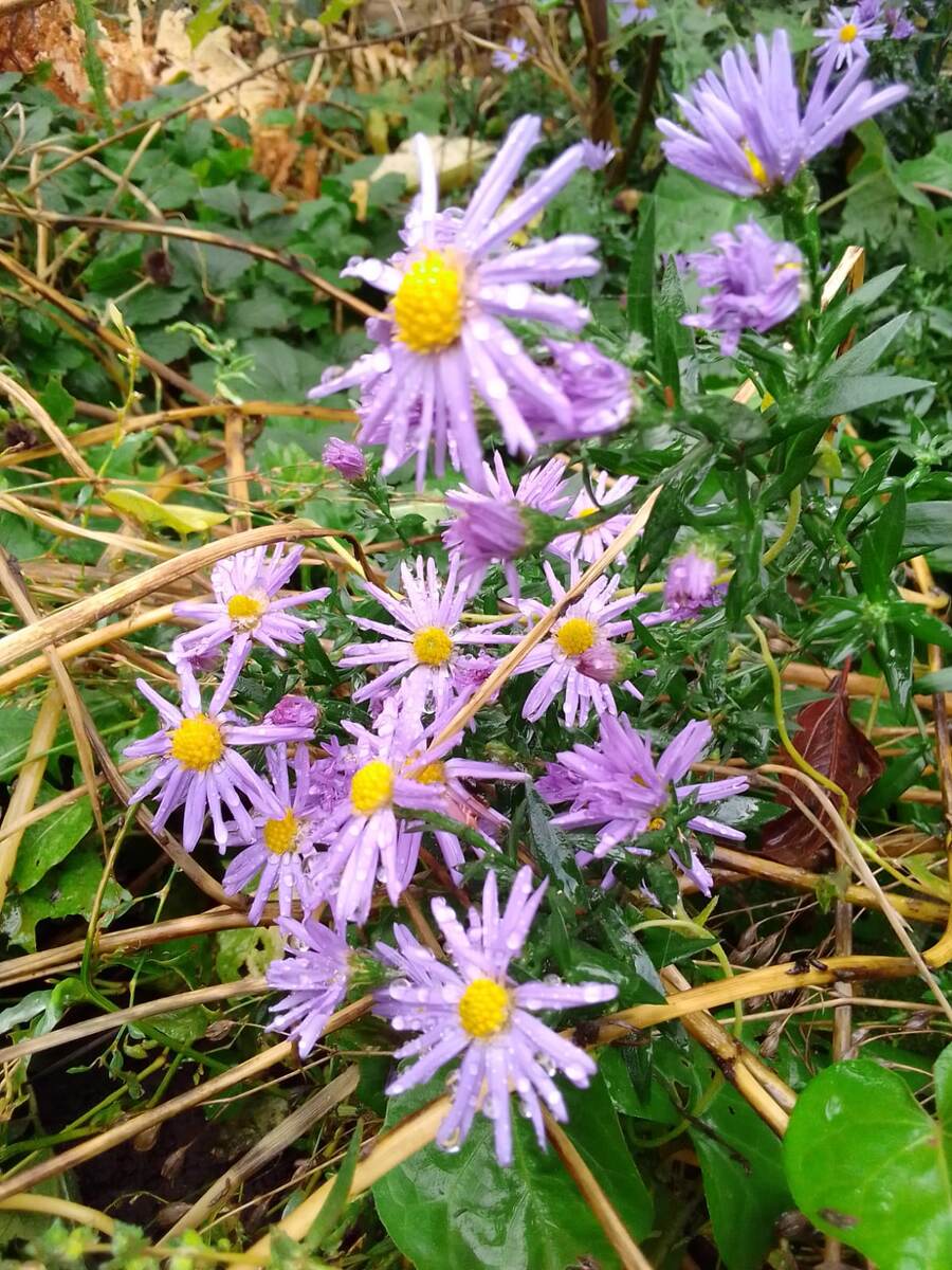 Астра ромашковая ранним утром