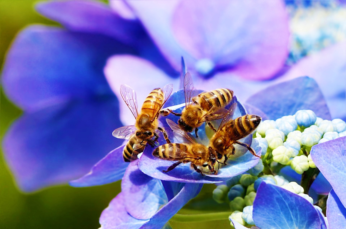 Пчелы-опылители