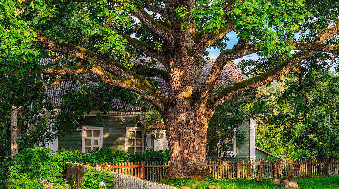 Большое дерево на участке