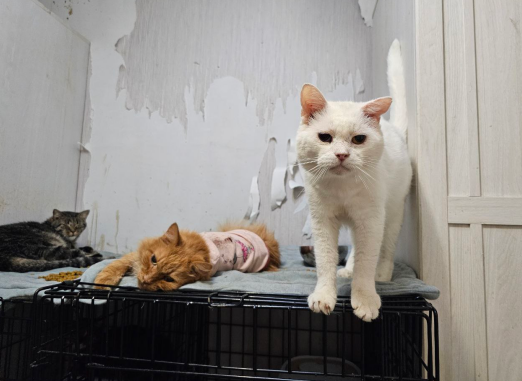 Плачу, нет сил... Помогите спасти приют кошек из Смоленска... нужны лекарства! СОС!