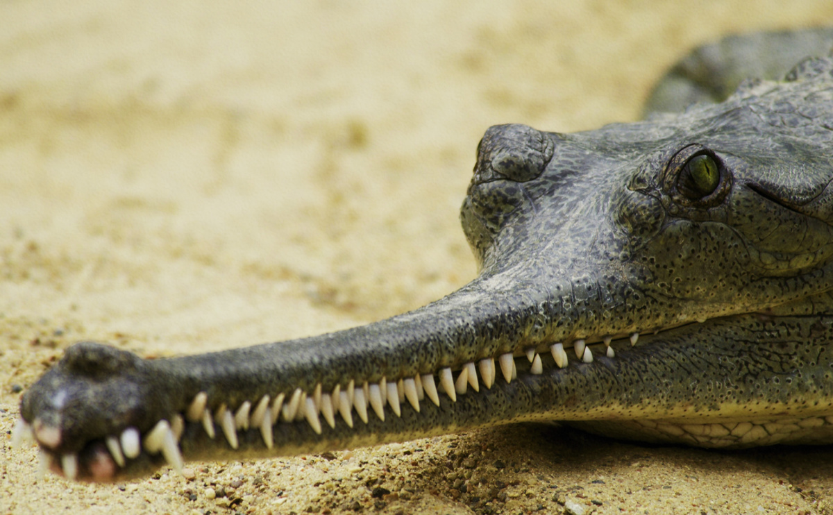 Челюсть Гавиала