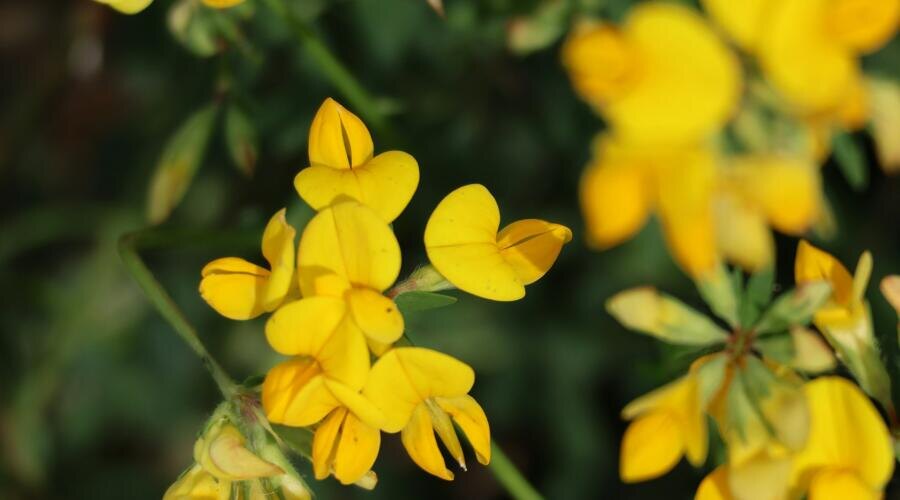    Как приобщиться к сохранению исчезающих растений? Лотус пятнистый. Фото: Andrey Larionov on Unsplash