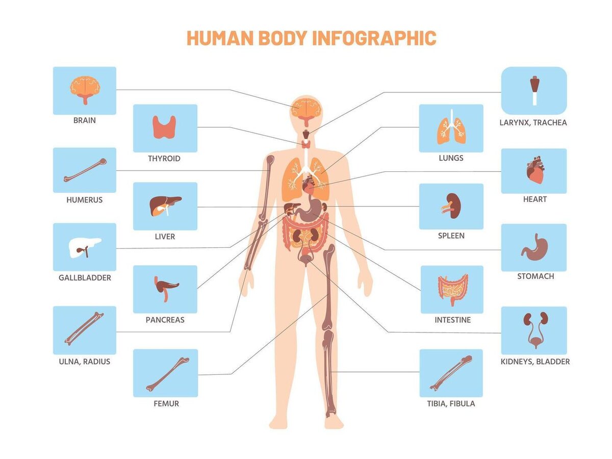 Печень (главный фильтр); Почки (система очистки); Кишечник (метла); Кожа (поры); Легкие (кислород).