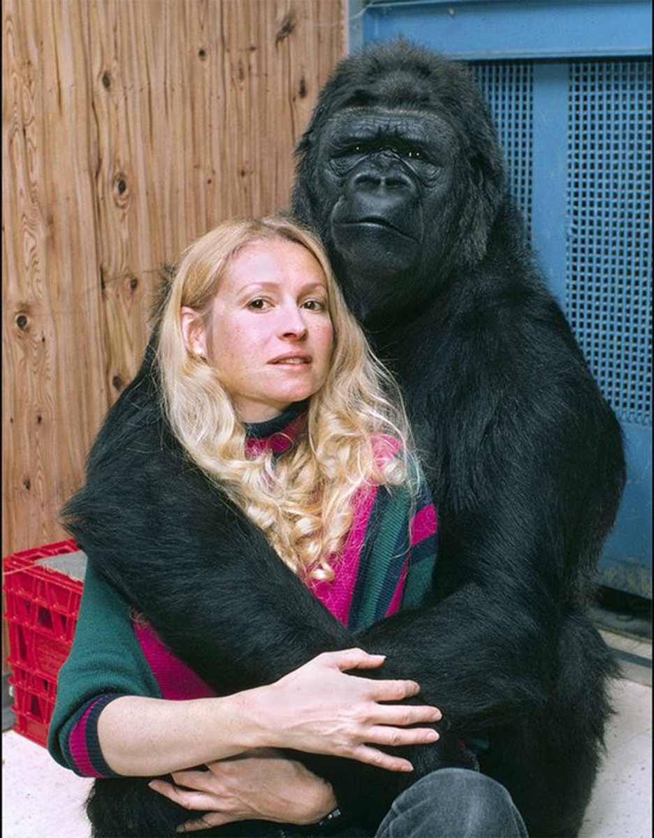 Горилла Коко, понимавшая человеческий язык жестов