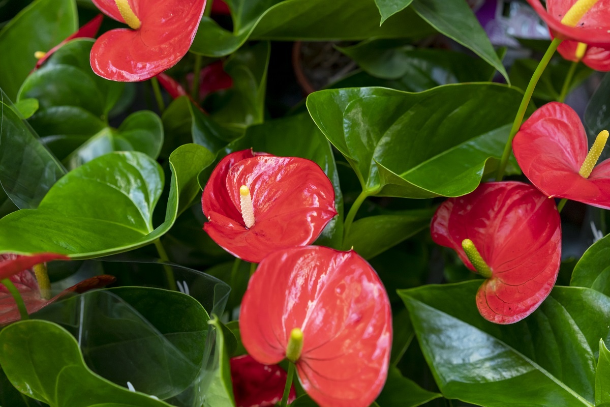    Смешиваем кору и мох – и даже ленивый антуриум активно цветет: 3 уходовых хитрости