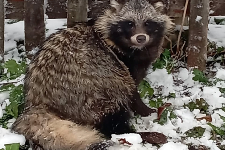    Хищник пришёл полакомиться свежей курятиной. Фото "Чулымской газеты"