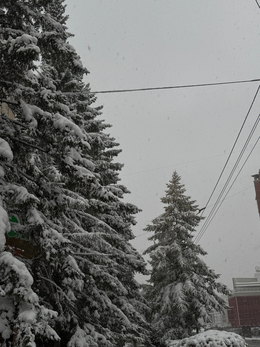 Первый снег ❄️ 