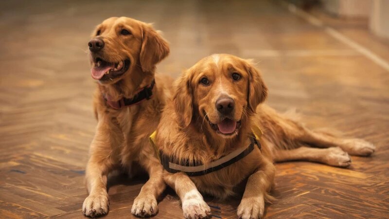     Собаки. unsplash.com