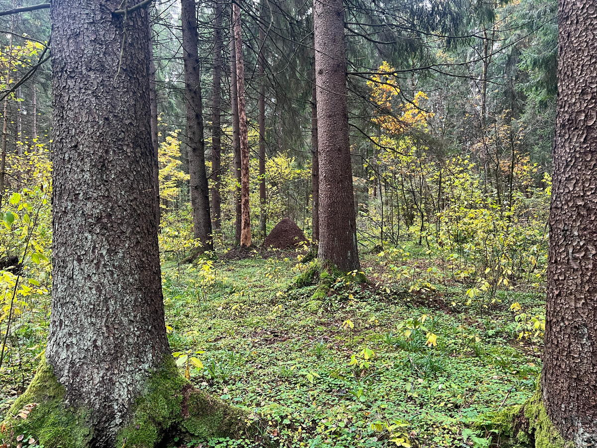 Фото автора. 12.10.25