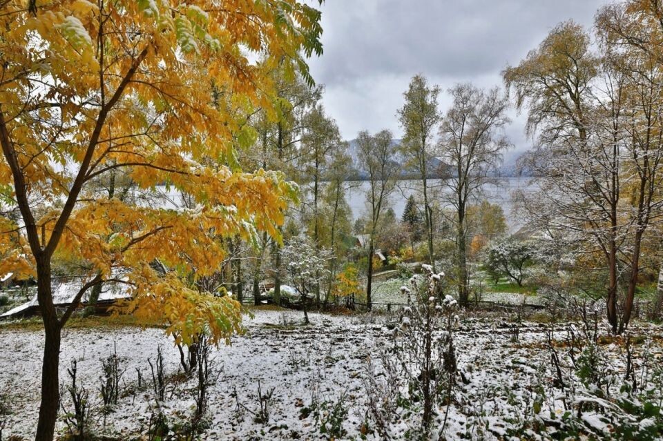    Осенний снег на побережье Телецкого озера. Источник: Александр Лотов / Алтайский заповедник