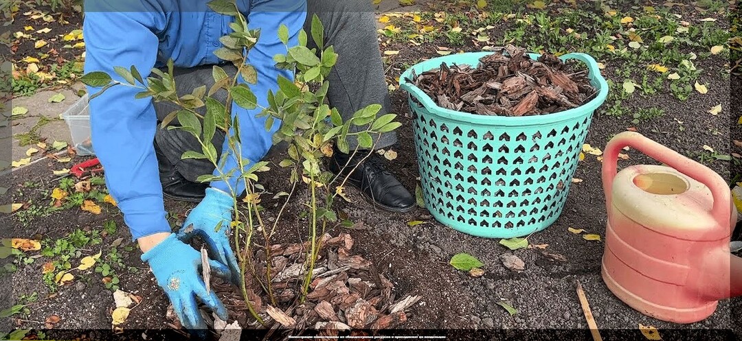 Какие работы в плодовом саду нужно закончить в октябре: что действительно важное нужно сделать в саду в октябре
