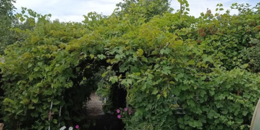 Запущенный виноград. 3 шага жесткой обрезки для щедрого урожая.