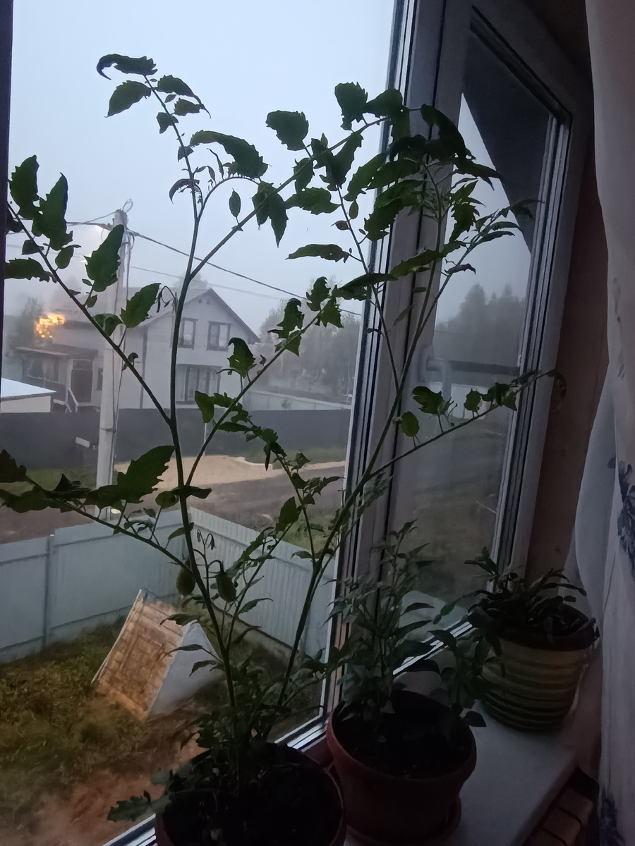 Вот он, наш красавец. 