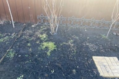 Горстями сейте эту крупу в октябре — к весне земля как пуховая перина, проволочника след простыл  📷
