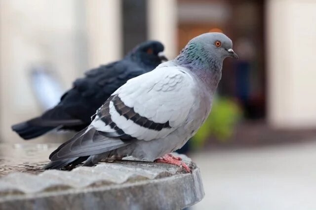    К чему снится голубь?