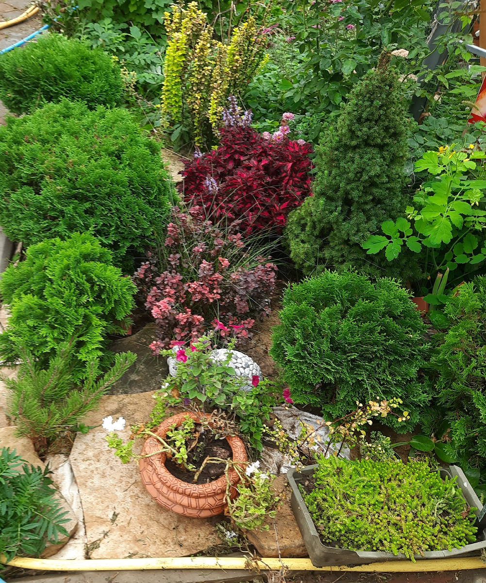 Все хвойные вывезены со старой дачи