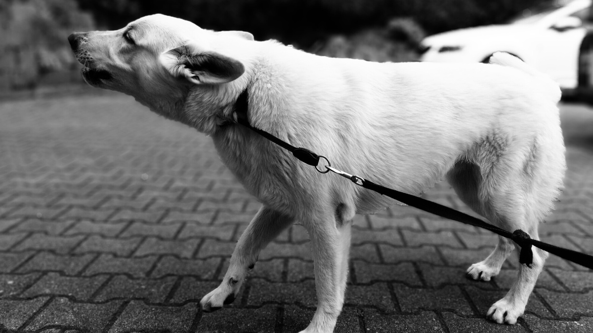 Когда собака отключает голову, выходя на улицу, это большая проблема. К сожалению, найти решение дистанционно не всегда получается. Фото Mandyme27/Creazilla