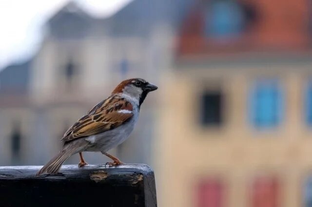    К чему снится воробей?