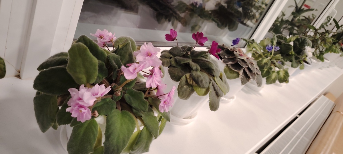    Фиалка будет покрыта цветами целый год: 1 чайная ложка удобрения запустит образование бутонов