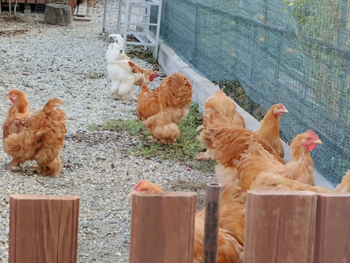    Как убрать химикаты из магазинной курицы: практические советы для заботливых домохозяек