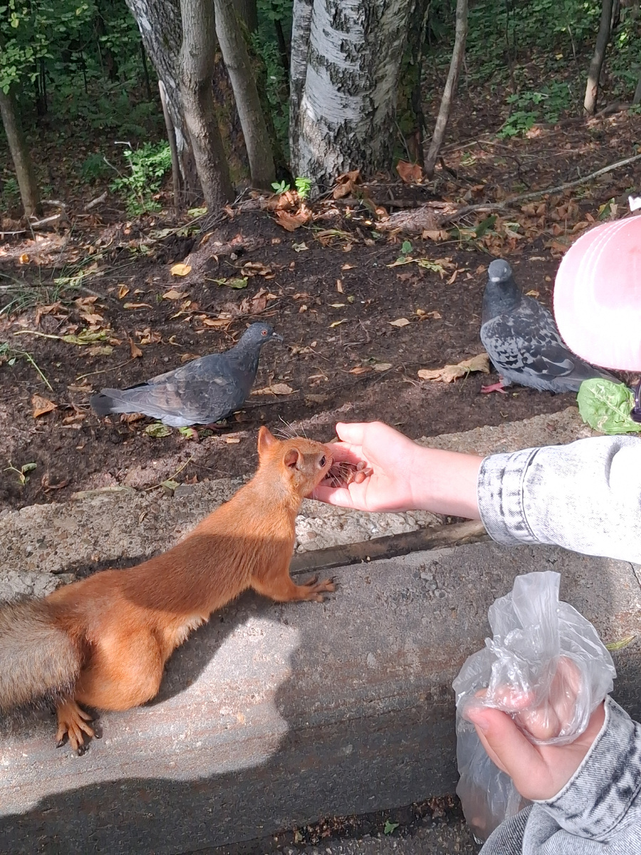 Кормление белочки. Фото автора.