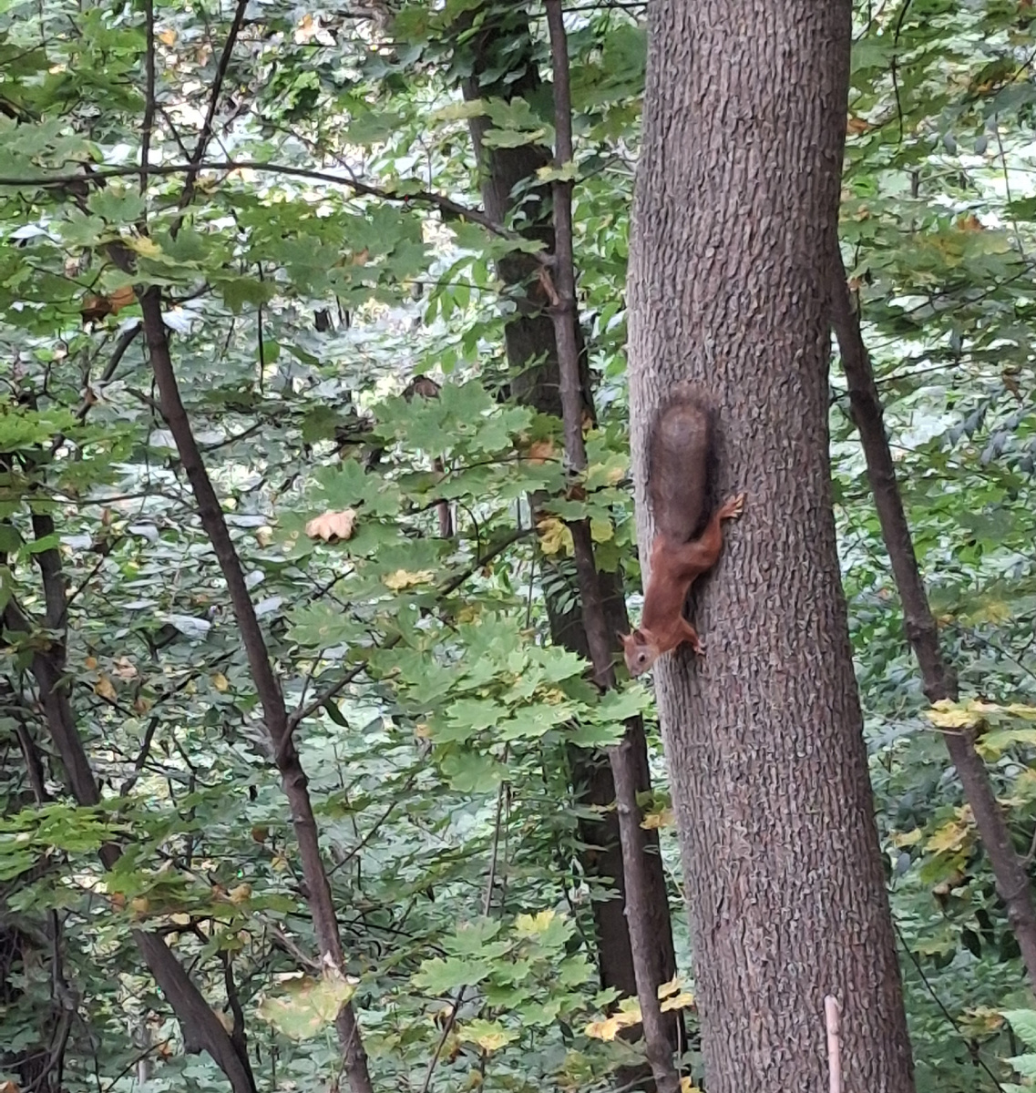 Белочка на дереве в парке "Швейцария". Фото автора.