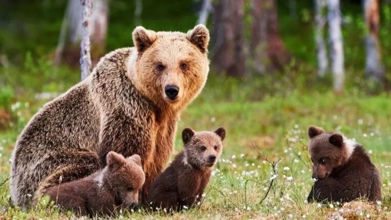    Фото: ArCaLu/Shutterstock/Fotodom