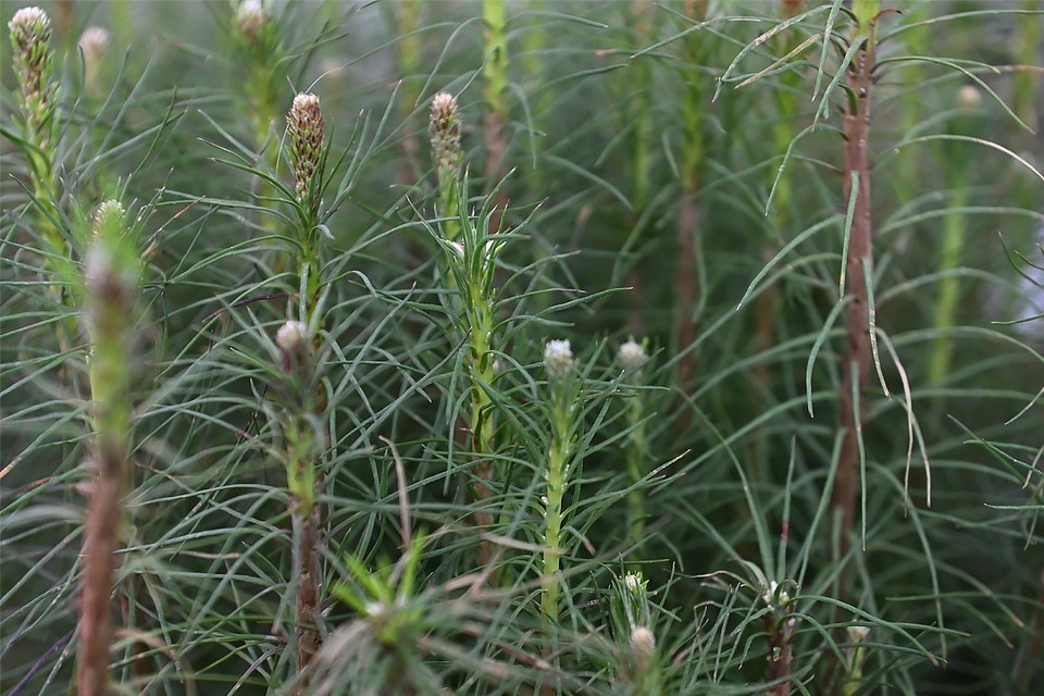   Иван МАКЕЕВ