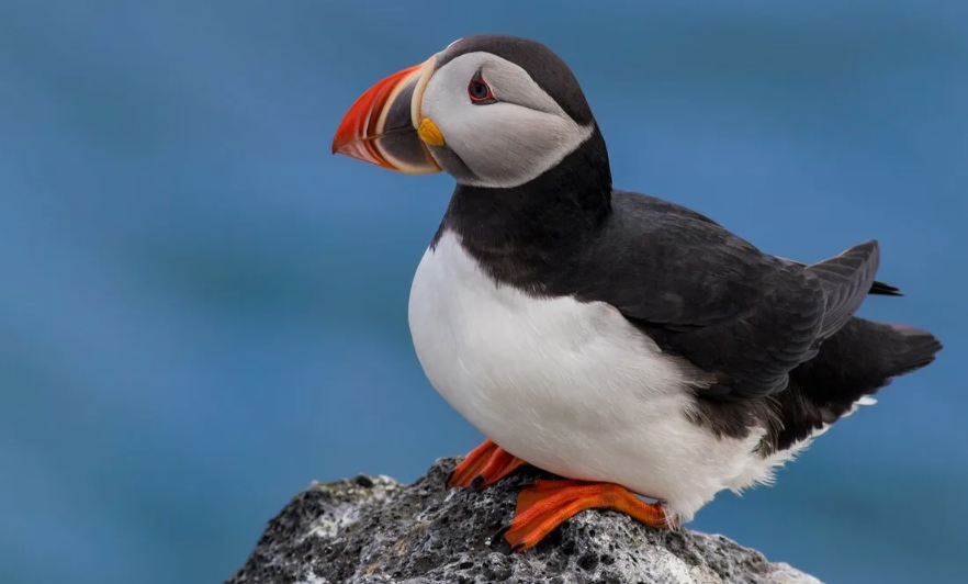 Его клюв весной ярко окрашен, а к зиме «тускнеет» — птица буквально меняет маску.