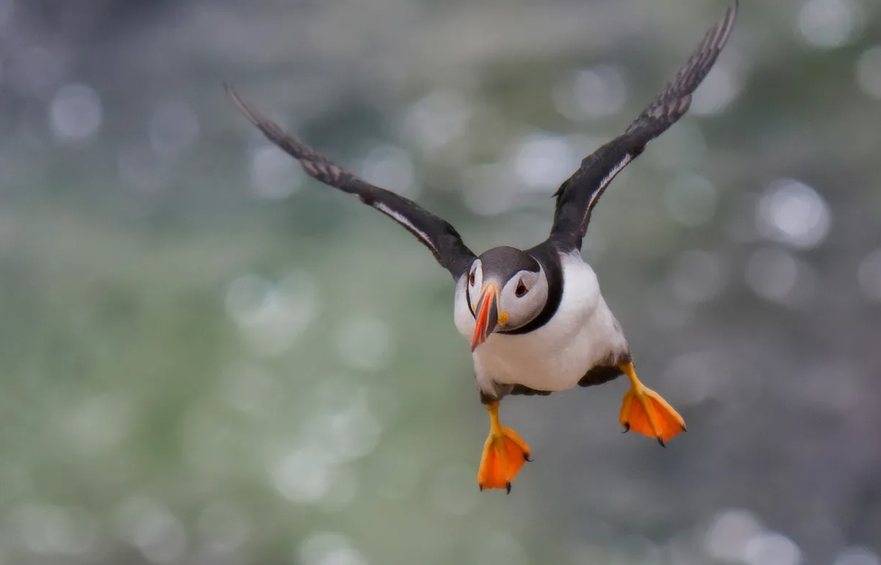 Тупик может летать под водой, используя крылья как пропеллеры.