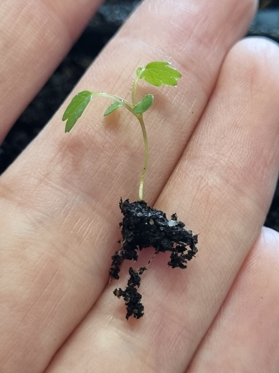 Вот такие корешки она сейчас отрастила