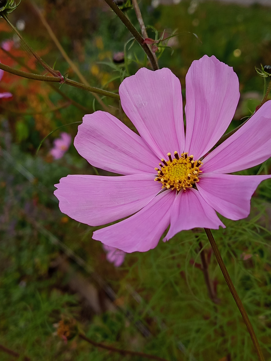 Любимыйс детства цветок - космея. Почему-то называли его рябинкой