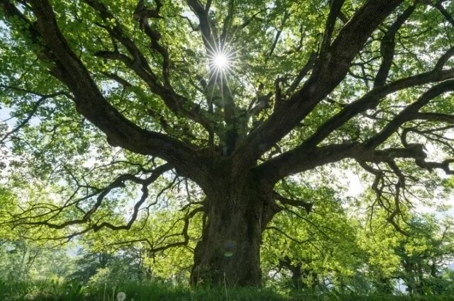    К чему снится дуб?