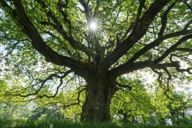    Мужчине дуб во сне говорит об уверенности в своих силах и способности преодолеть многие невзгоды — не зря существует народное выражение «Могуч, как дуб». Фото: istockphoto.com