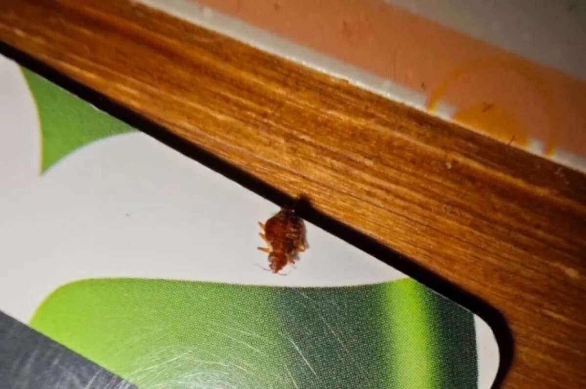    В красноярском хостеле постоялец из Шарыпово обнаружил клопов