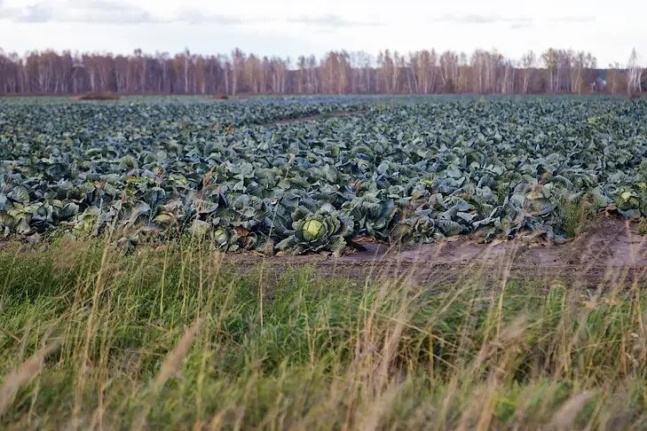    Фото Андрея Заржецкого