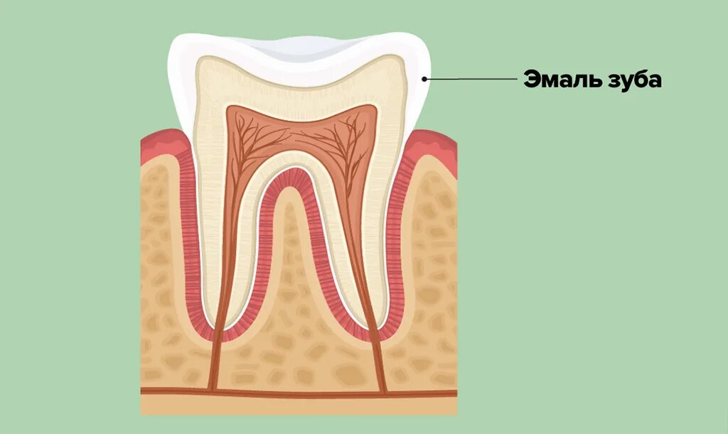 Эмаль зуба - толщина от 1,7 до 2,5 мм