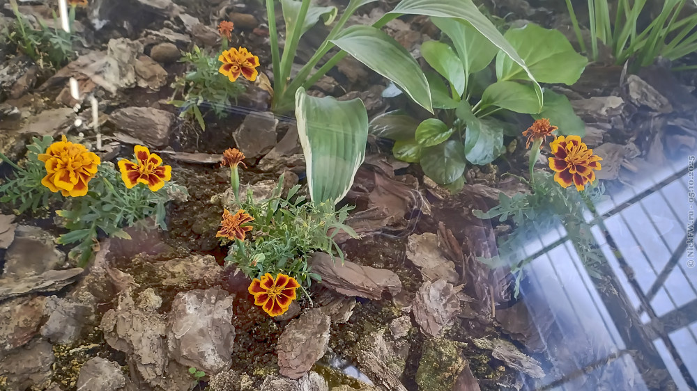 1. Бархатцы... © NickFW.ru — 05.10.2025г.