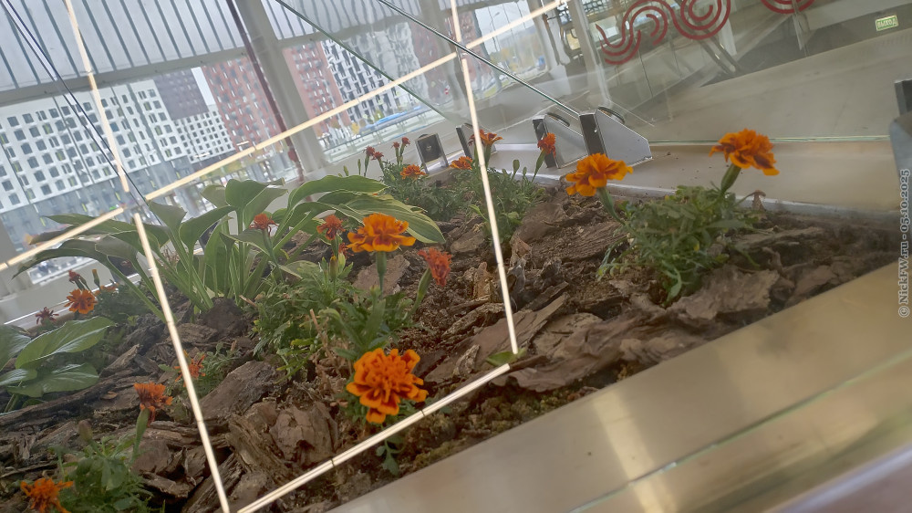 2. Бархатцы... © NickFW.ru — 05.10.2025г.