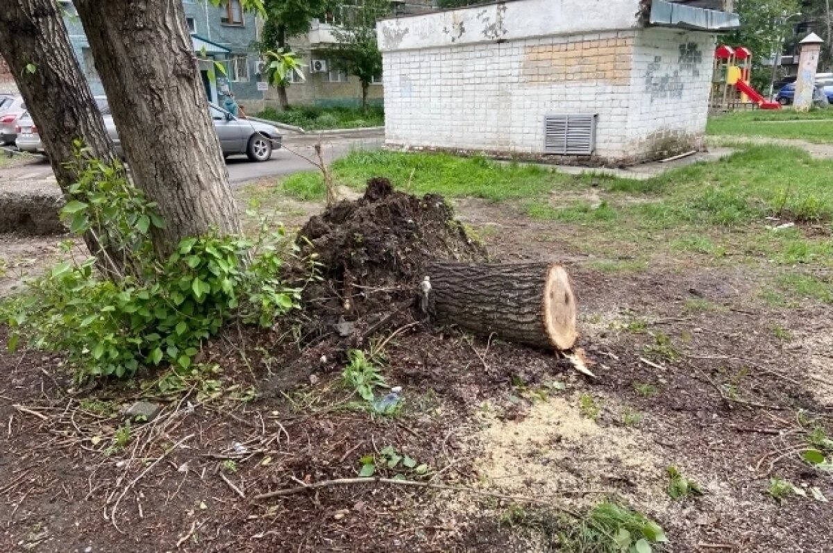    В Самаре ураган повалил десятки деревьев
