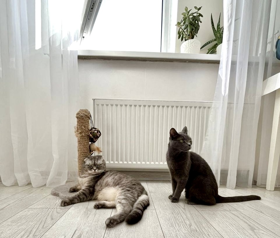 Обычное тайское утро, нас ждут коты дома.