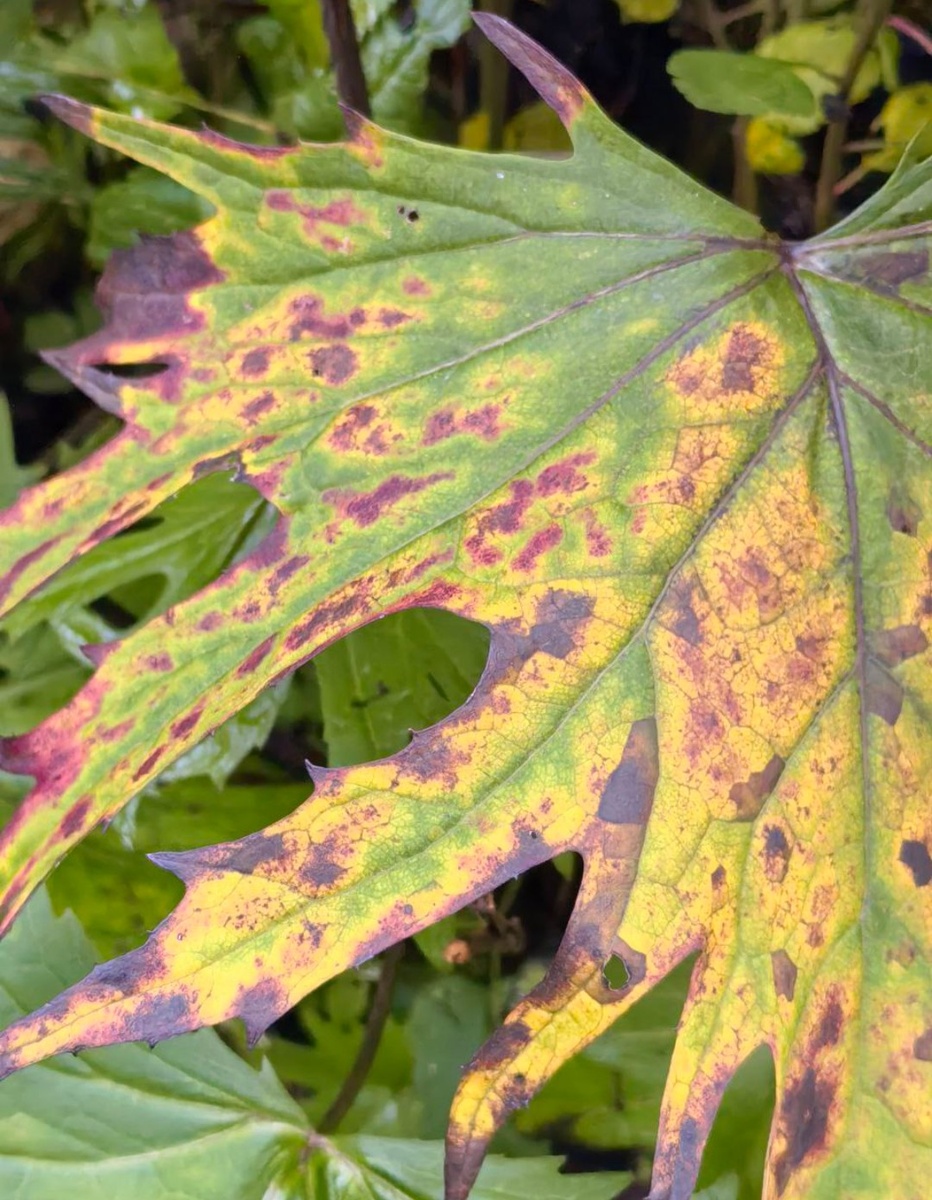 Лист бузульника Пржевальского