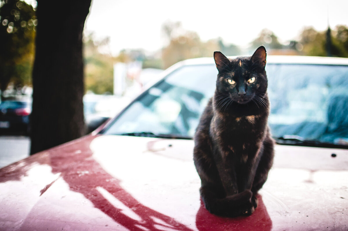 Фото заимствовано - https://dzen.ru/a/YLDmMw1zMQzw838O