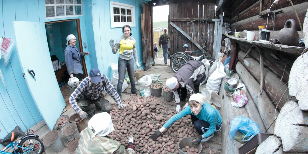 Почему у уральских староверов картофель лежит всю зиму, не гниет и не прорастает: они научились его програмировать на сон