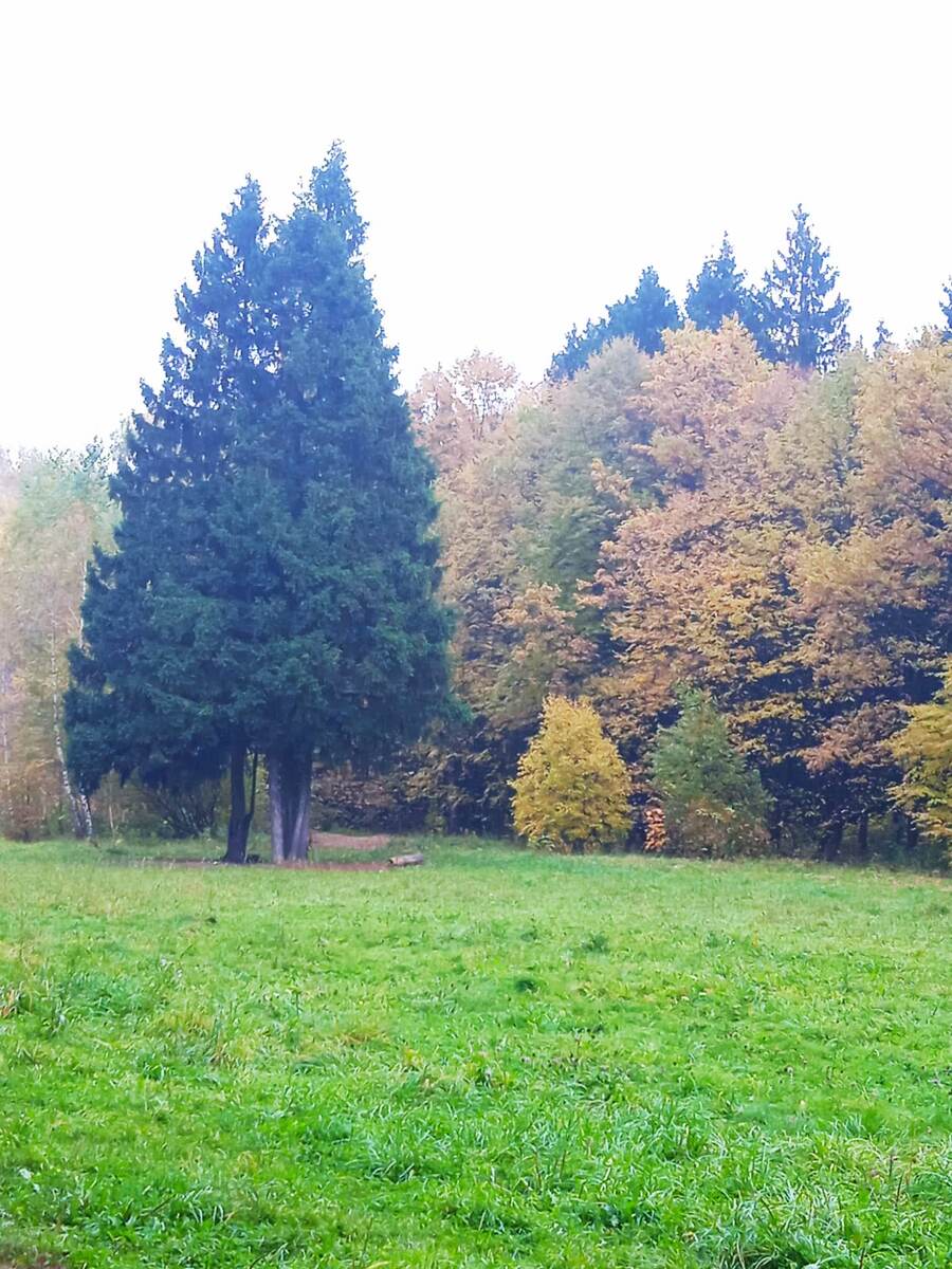 Фото нашего леса.