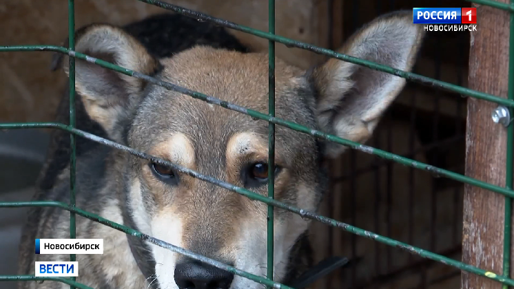 Неравнодушные новосибирцы помогли собачьему приюту в покупке лекарств