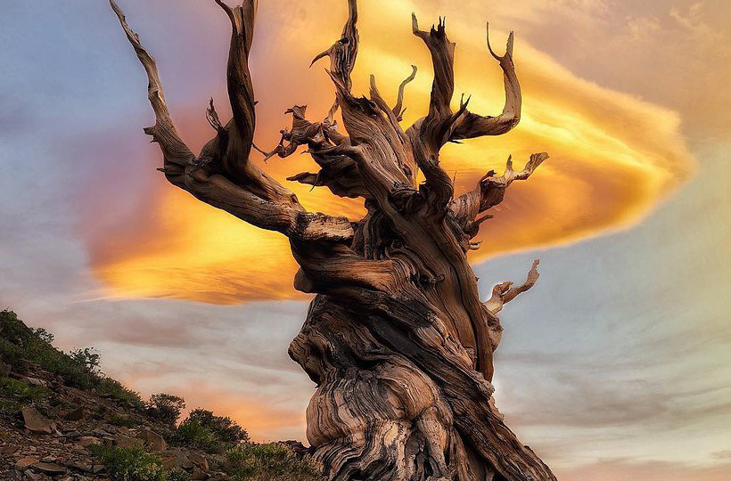 Самое старое живое существо на Земле видело рождение всех богов и будет смотреть на наши могилы