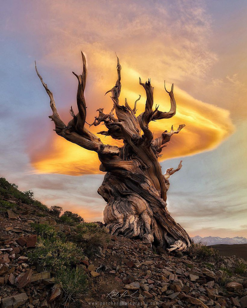 Это Мафусаил