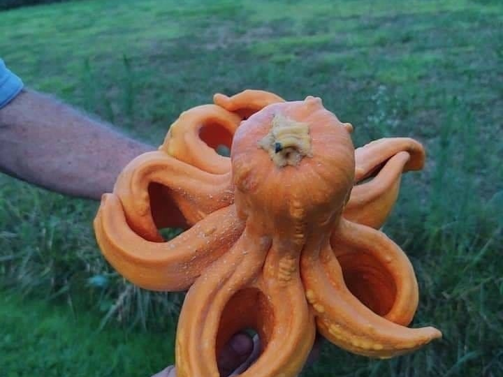 Растения, которыми вы питаетесь каждый день - потомки мутантов: правда о генетических мутациях